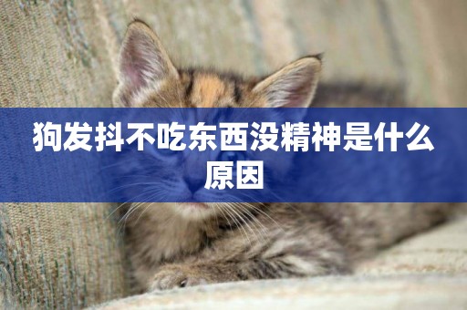 狗發抖不吃東西沒精神是什么原因