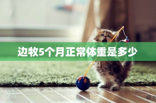 邊牧5個月正常體重是多少