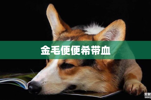 金毛便便希帶血