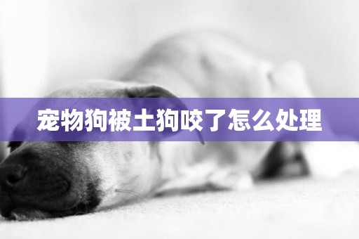 寵物狗被土狗咬了怎么處理