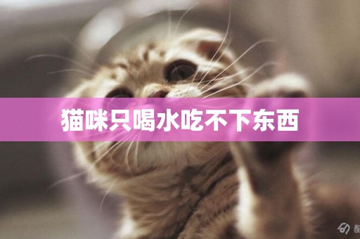 貓咪只喝水吃不下東西