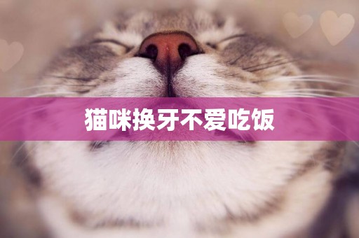 貓咪換牙不愛吃飯