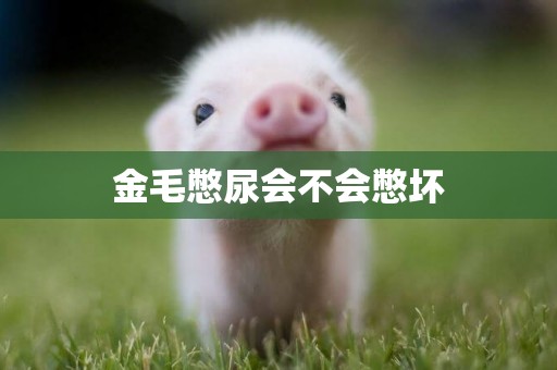 金毛憋尿會不會憋壞