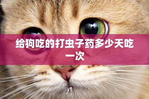 給狗吃的打蟲子藥多少天吃一次