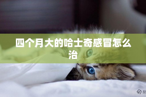 四個月大的哈士奇感冒怎么治