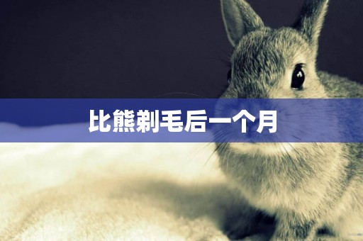 比熊剃毛后一個月