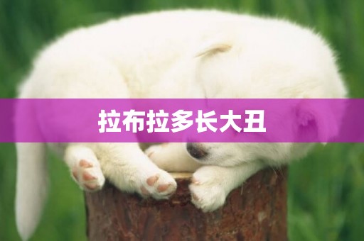 拉布拉多長大丑