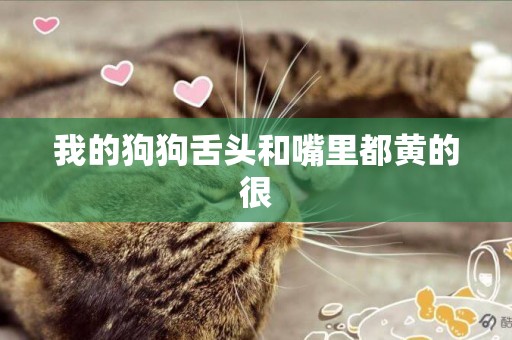 我的狗狗舌頭和嘴里都黃的很
