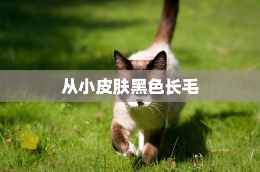 從小皮膚黑色長毛