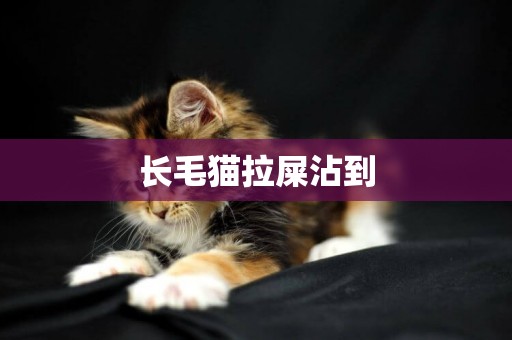 長毛貓拉屎沾到