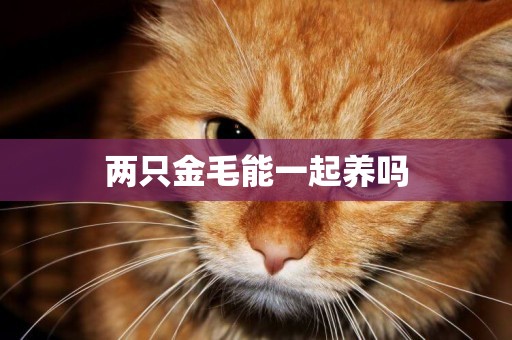 兩只金毛能一起養嗎