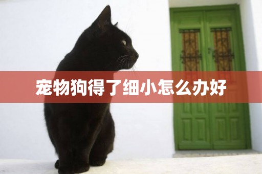 寵物狗得了細小怎么辦好