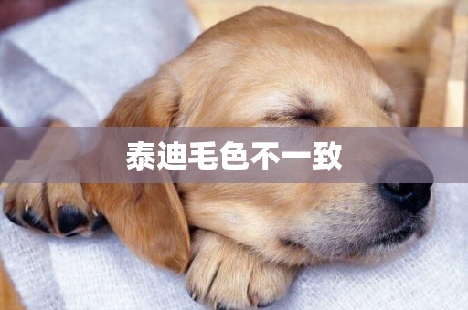泰迪毛色不一致