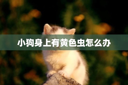 小狗身上有黃色蟲怎么辦