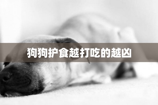 狗狗護食越打吃的越兇