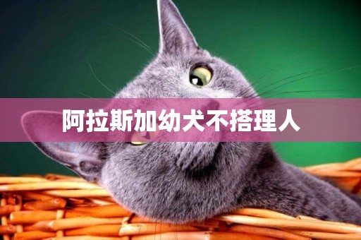 阿拉斯加幼犬不搭理人