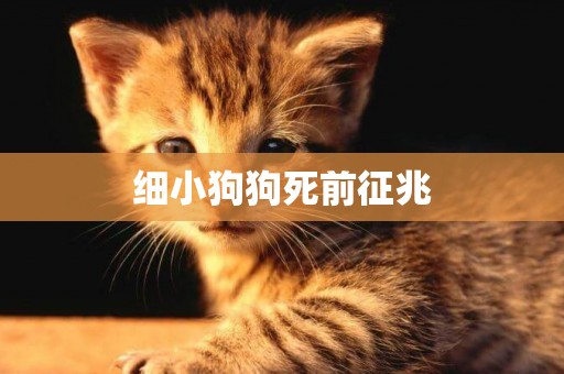 細小狗狗死前征兆
