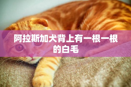 阿拉斯加犬背上有一根一根的白毛