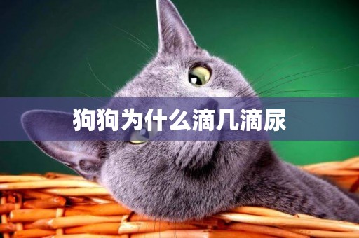 狗狗為什么滴幾滴尿
