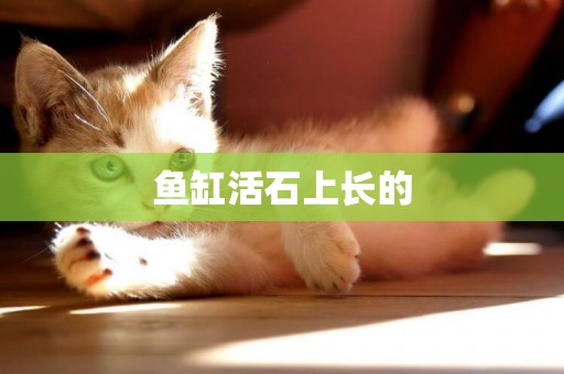 魚缸活石上長的