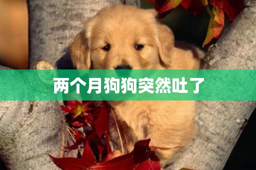 兩個月狗狗突然吐了