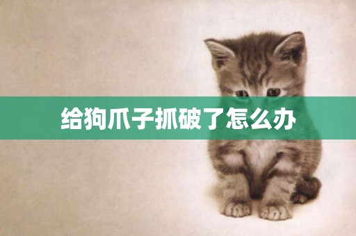 給狗爪子抓破了怎么辦
