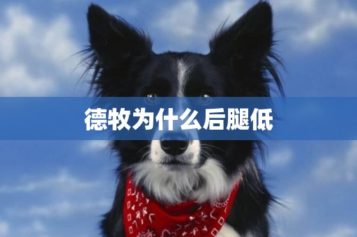 德牧為什么后腿低