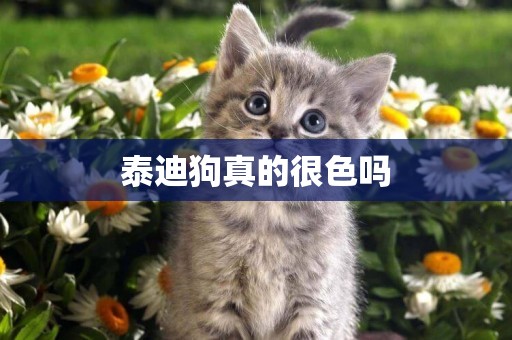 泰迪狗真的很色嗎