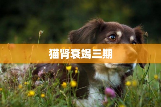 貓腎衰竭三期