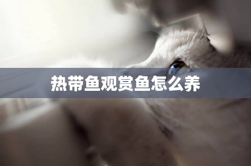 熱帶魚觀賞魚怎么養