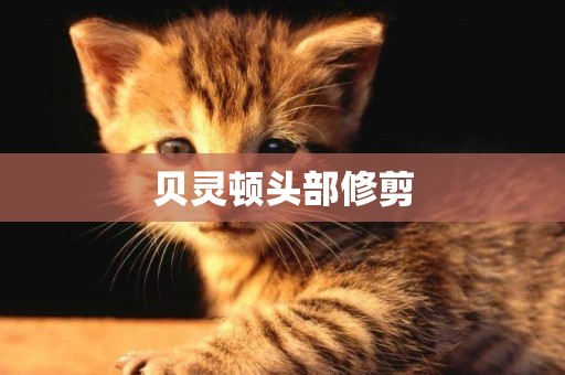 貝靈頓頭部修剪
