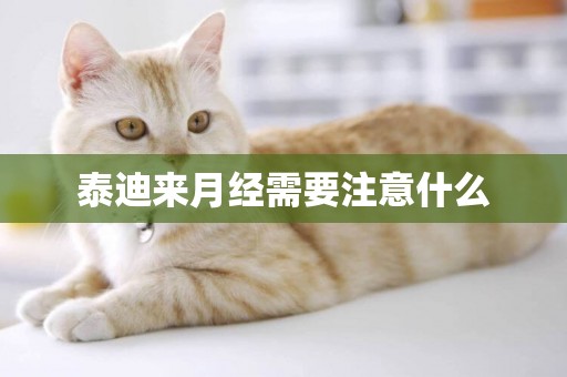 泰迪來月經需要注意什么