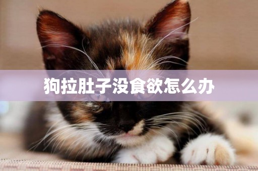 狗拉肚子沒食欲怎么辦