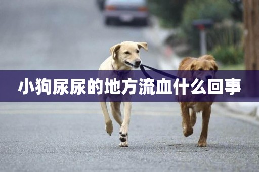 小狗尿尿的地方流血什么回事