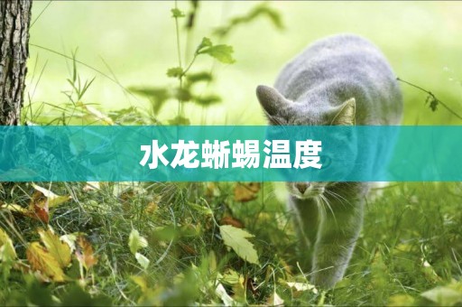 水龍蜥蜴溫度