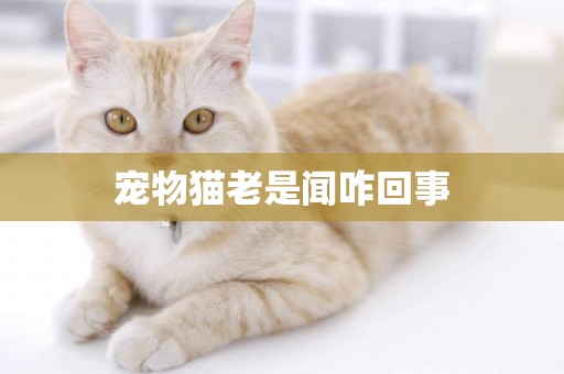 寵物貓老是聞咋回事
