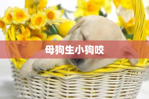 母狗生小狗咬