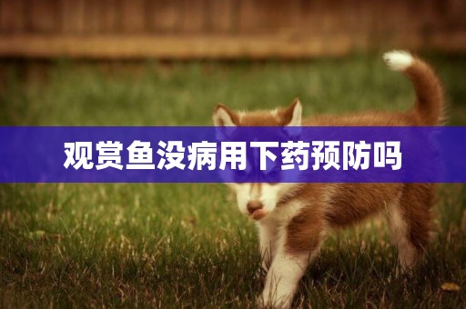 觀賞魚沒病用下藥預防嗎