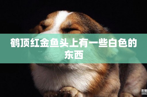 鶴頂紅金魚頭上有一些白色的東西