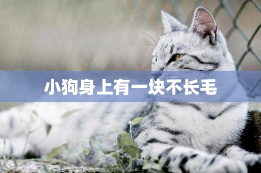小狗身上有一塊不長毛