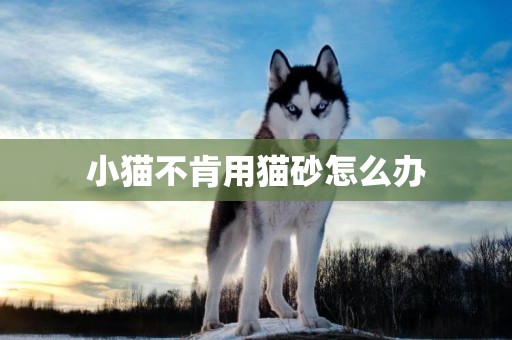 小貓不肯用貓砂怎么辦