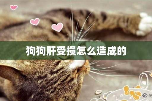 狗狗肝受損怎么造成的