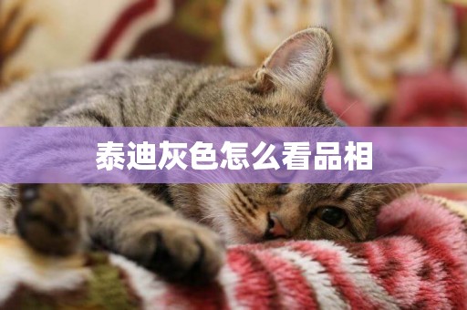 泰迪灰色怎么看品相