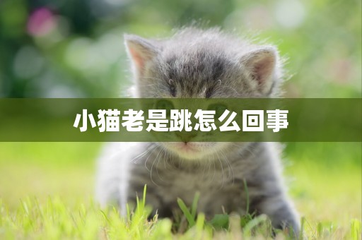 小貓老是跳怎么回事