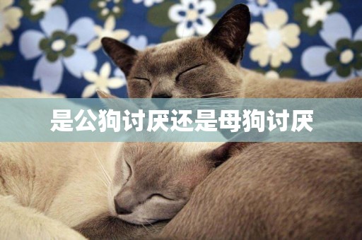 是公狗討厭還是母狗討厭
