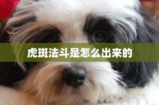 虎斑法斗是怎么出來的