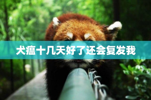 犬瘟十幾天好了還會復發我