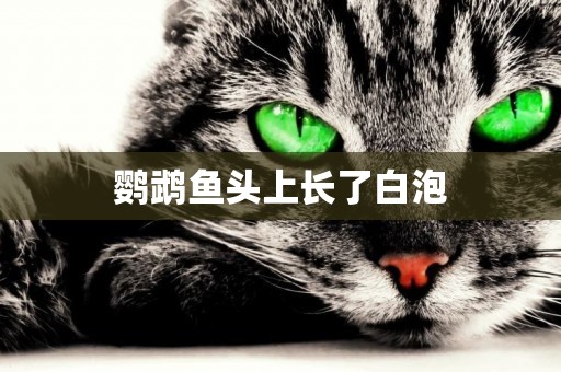 鸚鵡魚頭上長了白泡