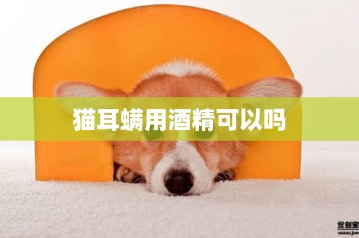 貓耳螨用酒精可以嗎