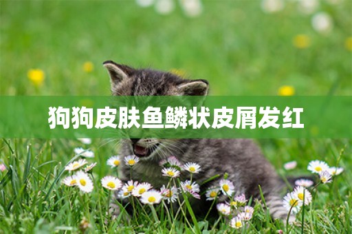 狗狗皮膚魚鱗狀皮屑發紅
